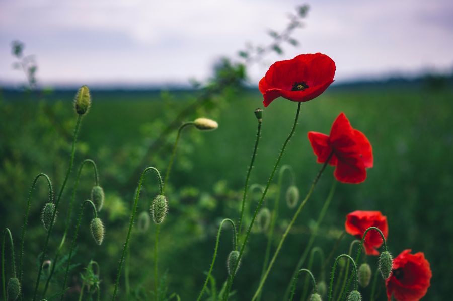 May Day  may,red flowers,cloudy day