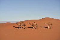 Dromedary dromedary and shadow passing by on our desert hiking nature,animal,animal wallpaper