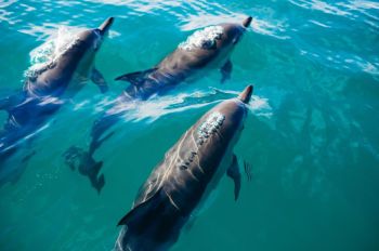 Dolphins Sea During our boat tour in Kaikora, New Zealand hundreds of dolphins swam around our boat.
