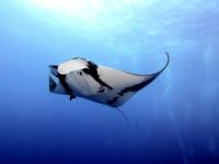 Manta ray Manta 