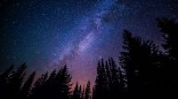 Night sky Trees against purple night sky night,star,space
