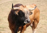 Bullfighting Festival  