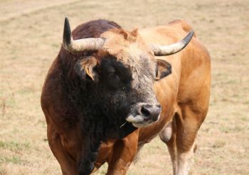 Bullfighting Festival