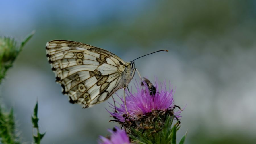 Defeat insect,butterfly,flower