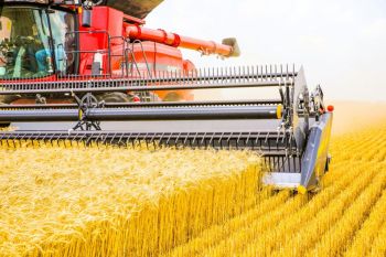 Agrofood industry