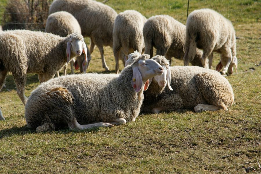 sheep dead Herd of sheep grazing 