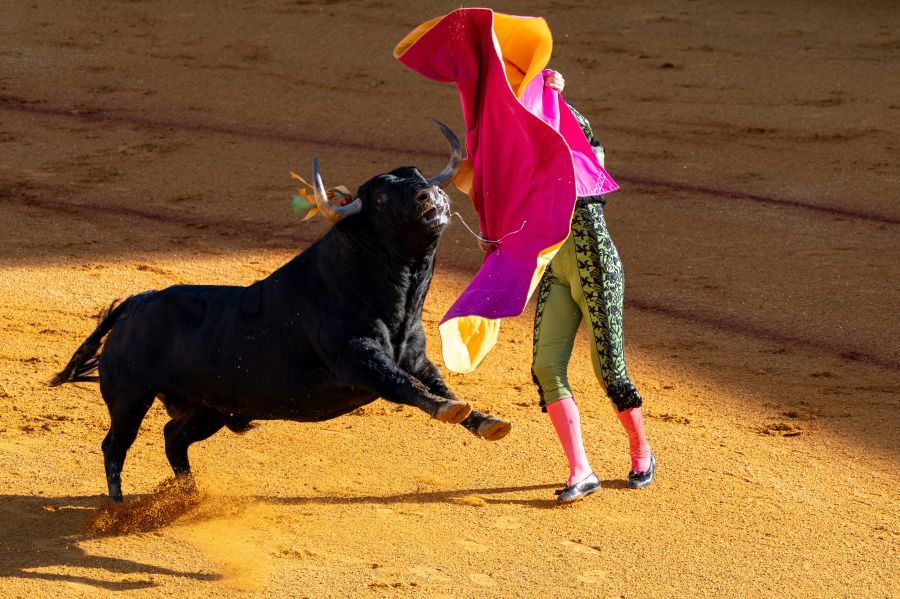 Bullfight Festival  