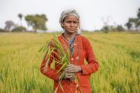irrigation sustainable Farmer in rural India india,maharashtra,nagpur