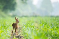 Juvenile delinquency Bambi animal,wildlife,deer