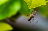 mosquito Macro of a Mosquito on a leaf 