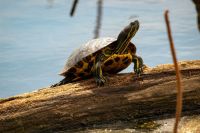 turtle refuge Turtle on a log in Oneal Lake at the Hatchie National Wildlife Refuge. 