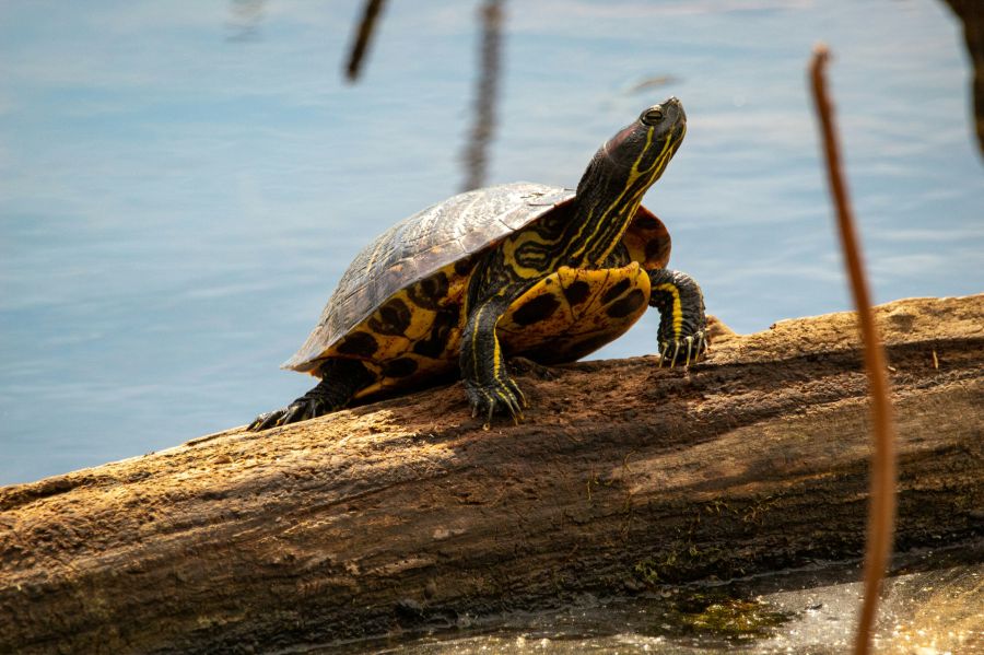 turtle refuge Turtle on a log in Oneal Lake at the Hatchie National Wildlife Refuge. 