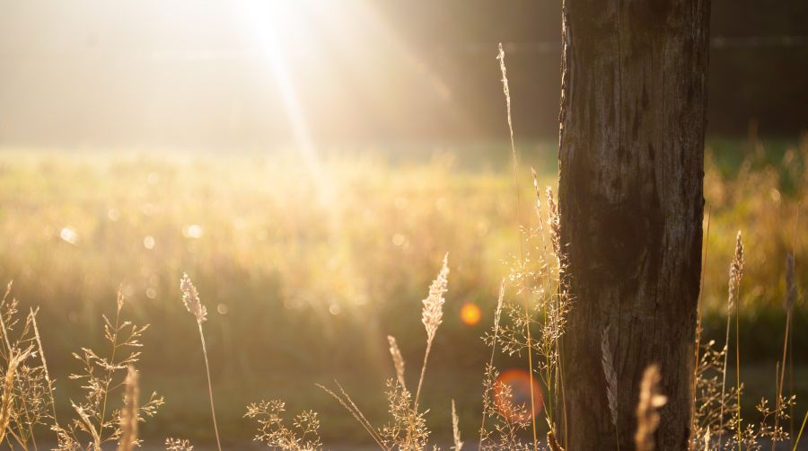 Sunshine sunny nature,morning,sunshine