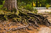 Roots Exposed tree roots