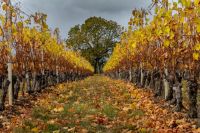 Vineyards  vineyards,switzerland,bourdigny