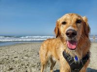 Dog beach  golden retriever,beach dog,beach background