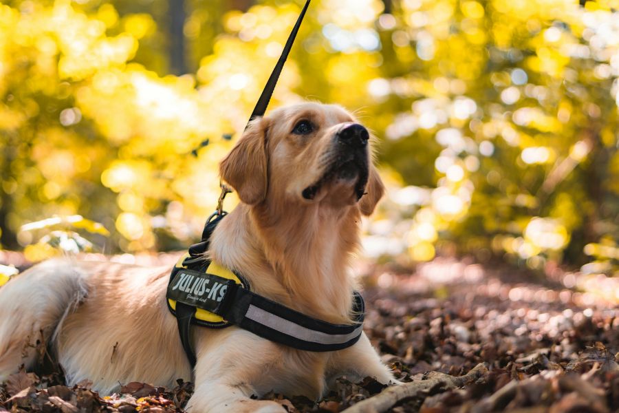 Guide dog  