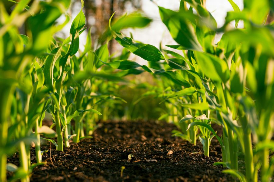Agriculture Corn rows