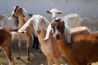 Theft livestock Nubian Goats 