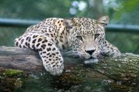 Animals Peeking leopard animal,wildlife,cat