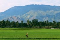 Oyster farmer  farmer,indonesia,aceh