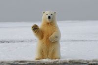 Animals polar bear 