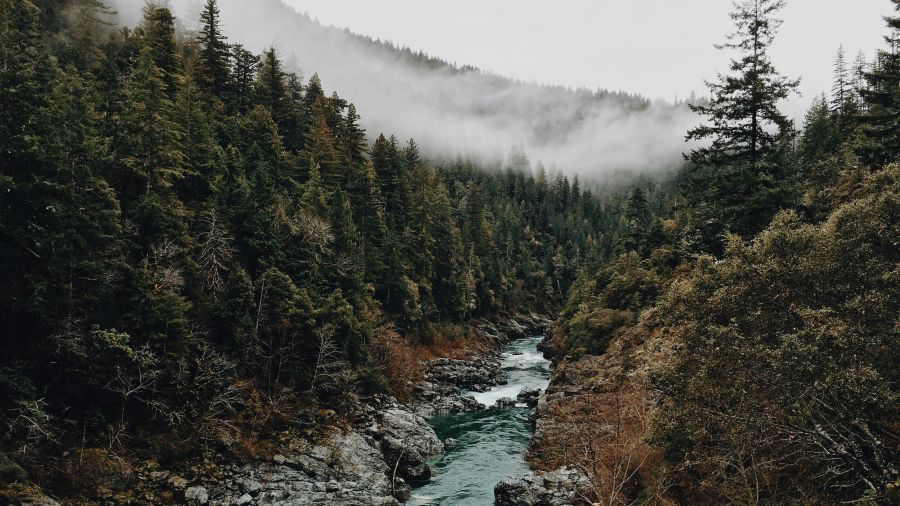 Richard Gasquet Stream in a misty forest california,united states,gasquet