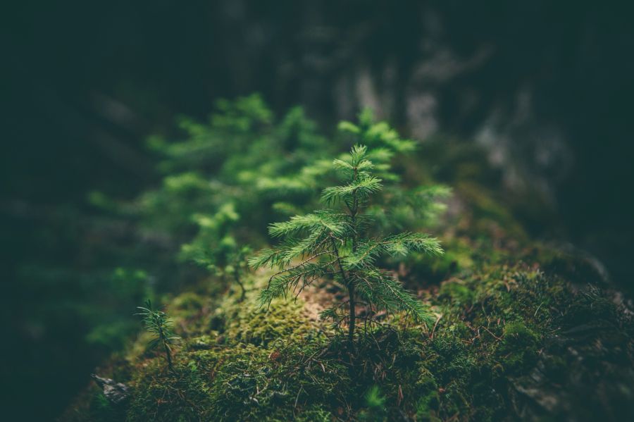 nature Conifer sapling