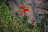 Remembrance Day the simplicity and fragility of nature flower,minerve,france