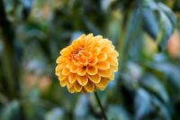 Chrysanthemums  flower,chrysanthemum,dahlium