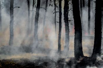 forest fire Smoke and glowing embers dominate the forest as wildland firefighters battle the last of the flames of the Harding Fire in north east Saskatchewan