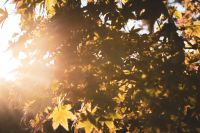 Sunny weather  leaf,leafes,sun