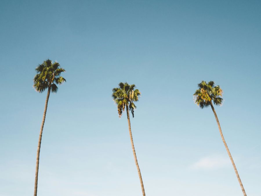 palm tree San Diego palm trees 