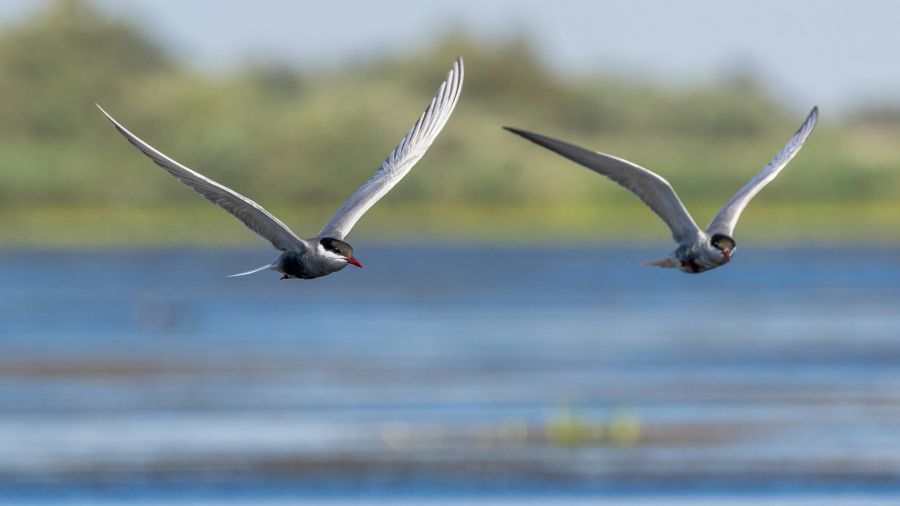 Delta wing romania,wing,danube delta
