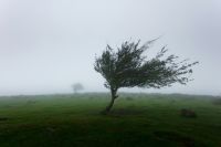 Wind Lonely Tree 