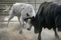 Bullfighting #rodeo 
#animals
#steers
#bull riding bull,rocky mountains,colorado