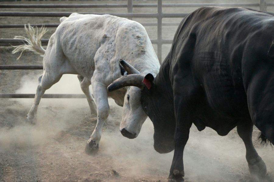 Bullfighting #rodeo
#animals
#steers
#bull riding bull,rocky mountains,colorado