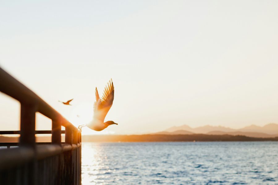 Freedom Escape Freedom  