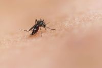 mosquito Aedes Mosquito Bite by an Aedes mosquito. This species can transmit diseases such as chikungunya, dengue, and Zika. Credit: NIAID https://www.flickr.com/photos/niaid/45847886074/ 