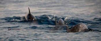 dolphins research A pod of spotted dolphins is captured in motion, their dorsal fins cresting through the ocean's surface. These intelligent and playful mammals are a testament to the rich biodiversity of the marine ecosystem.