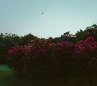 Garden Nature  