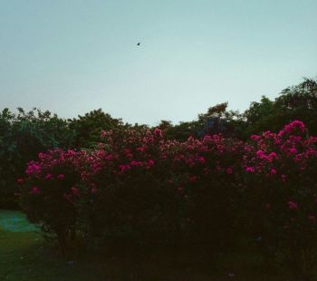 Garden Nature
