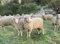 sheep grazing Sheep grazing at the San Marcos Foothills Preserve in Santa Barbara California as part of a habitat restoration strategy to reduce non-native annual grasses and promote the restoration of healthy grasslands. 