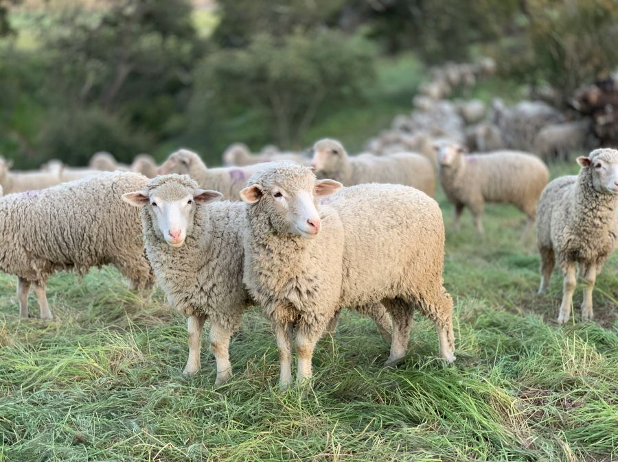 sheep grazing Sheep grazing at the San Marcos Foothills Preserve in Santa Barbara California as part of a habitat restoration strategy to reduce non-native annual grasses and promote the restoration of healthy grasslands. 