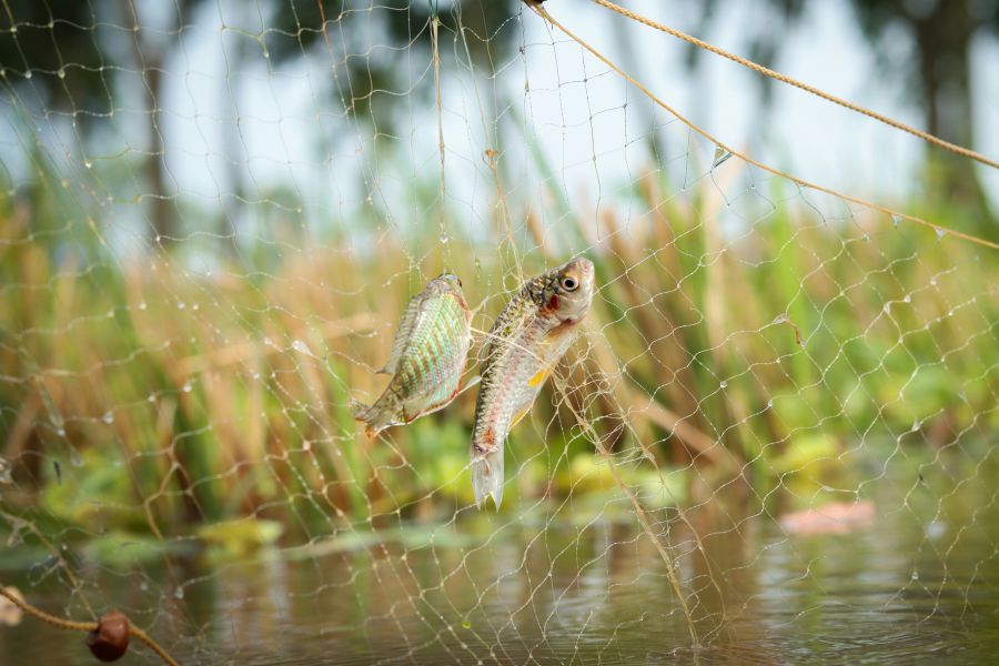 Floods Inondations Fishing in rainy season with net in village pond,jamuna,meghna