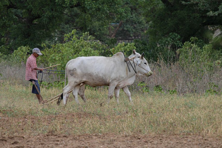 Agriculture Farming A farmer with his plough and oxen in Bagan, Myanmar (2k12) myanmar (birmanie),bagan,grey