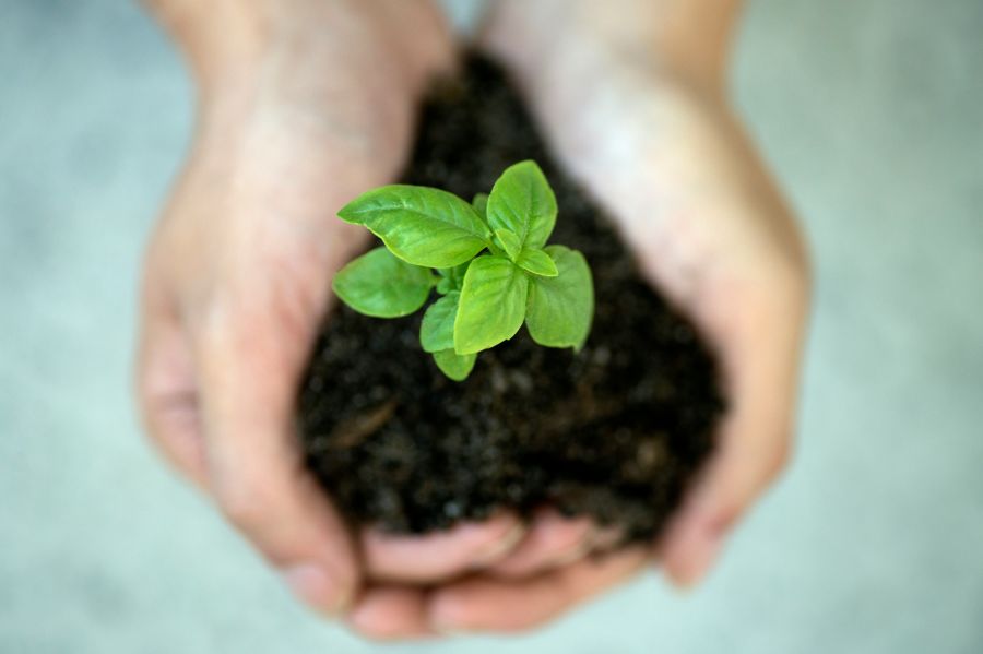 sustainability environment Protecting, holding and nurturing young basil plant in his hands. 