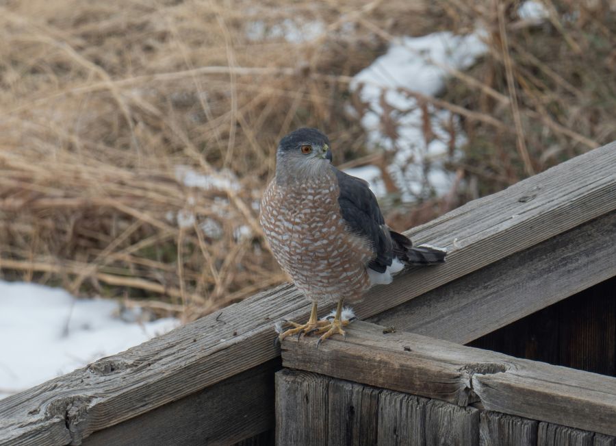 Hawks Falcons  colorado,hawk,grey