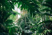 botanical garden  