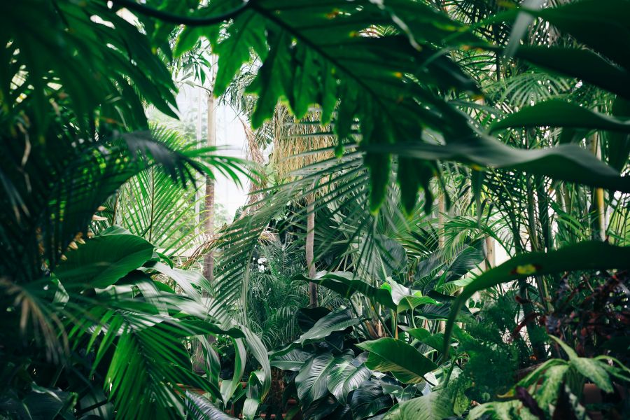 botanical garden  